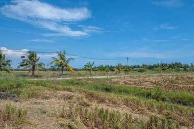 Çeltik tarlasında saman ya da saman yuvarlanır. Hasat ve tarım kavramı