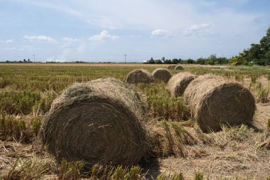 Çeltik tarlasında saman ya da saman yuvarlanır. Hasat ve tarım kavramı