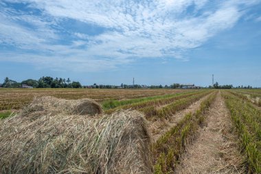 Çeltik tarlasında saman ya da saman yuvarlanır. Hasat ve tarım kavramı