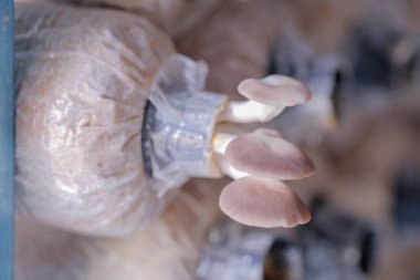 Mantar çiftliğindeki şişede büyüyen istiridye mantarı..