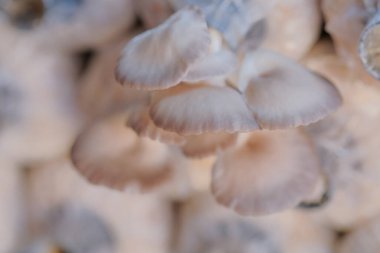 Mantar çiftliğindeki şişede büyüyen istiridye mantarı..