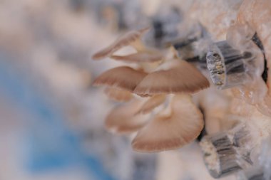 Mantar çiftliğindeki şişede büyüyen istiridye mantarı..