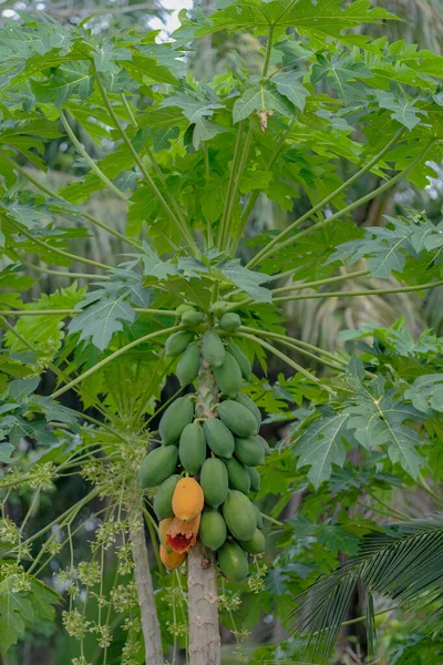 Reife Und Rohe Papaya Auf Dem Baum — Stockfoto