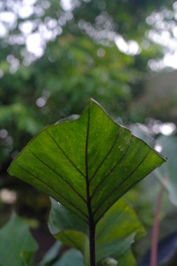 Yeşil Colocasia esculenta (Kahve fincanları veya Çay fincanları Taro) bir evin bahçesinde belirgin siyah yaprak damarları ile