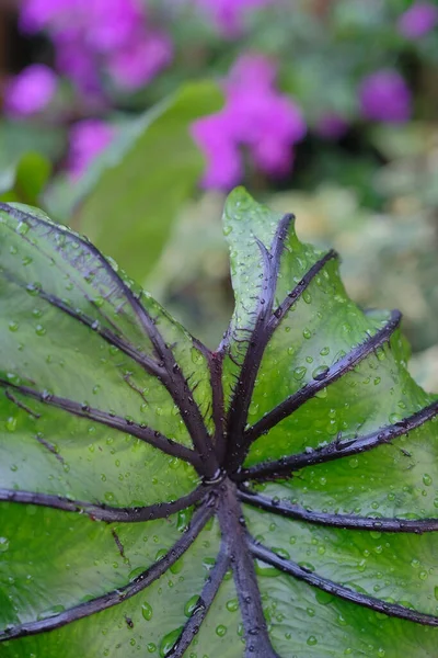 Colocasia Firavunu maskesi su bitkisidir.