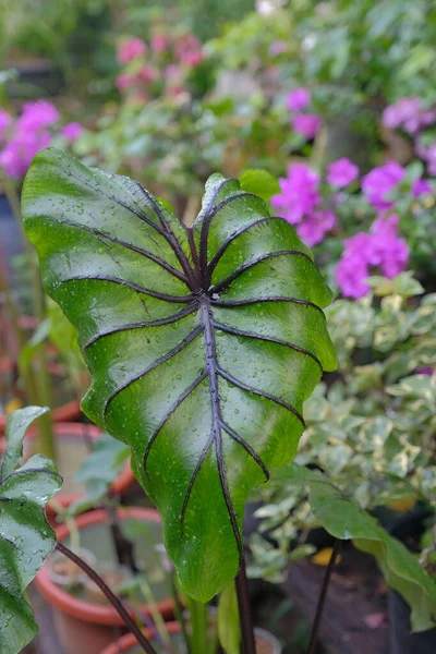 Colocasia Firavunu Maskesi Bitkisidir — Stok fotoğraf
