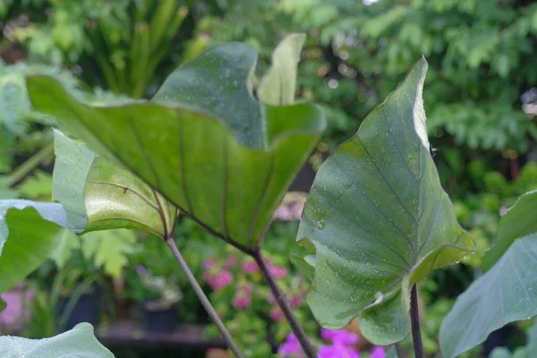 Green Colocasia Esculenta Cups Kopi Atau Cups Teh Taro Dengan — Stok Foto