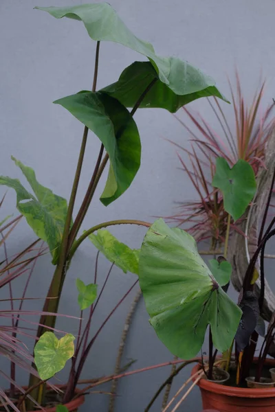 Colocasia Esculenta Grönt Blad Trädgården — Stockfoto