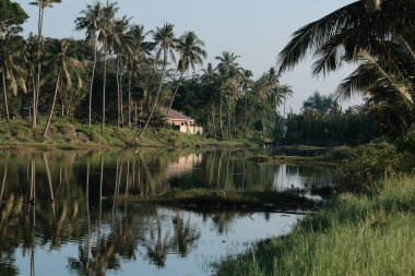 Hindistan cevizi ağacı Malezya Beserah 'taki güzel gökyüzünün gölgesini yansıtır. Manzara siluet hindistan cevizi ağaçları. Asya doğa manzarası