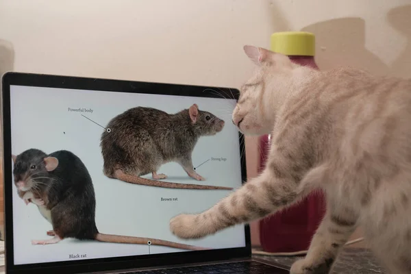 Cat playing with mouse in the laptop screen