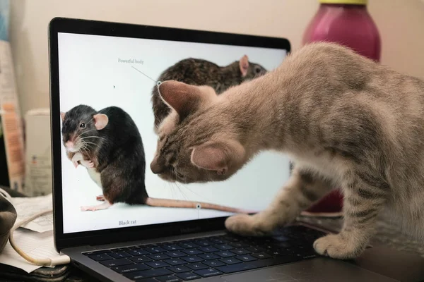Gatto Che Gioca Con Mouse Sullo Schermo Del Computer Portatile — Foto Stock