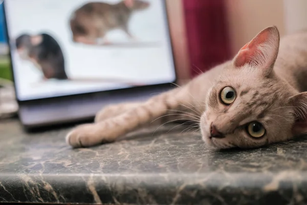 Gatto Che Gioca Con Mouse Sullo Schermo Del Computer Portatile — Foto Stock