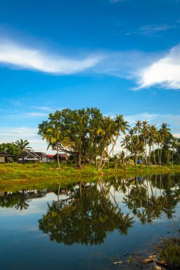 Hindistan cevizi ağacı Malezya Beserah 'ta güzel gökyüzünün gölgesini yansıtır. .