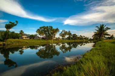 Hindistan cevizi ağacı Malezya Beserah 'ta güzel gökyüzünün gölgesini yansıtır. .