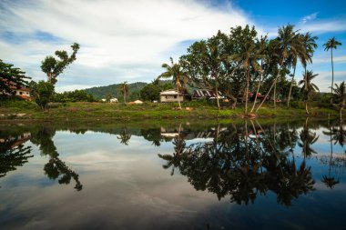 Hindistan cevizi ağacı Malezya Beserah 'ta güzel gökyüzünün gölgesini yansıtır. .
