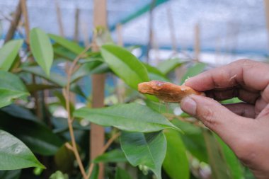 Çiftlikteki durian ağacının ve durian tohumunun yakın plan çekimi..