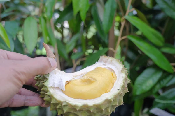 Musang King King Fruit Malaysia Hand Holding Durian Peels Durian — ストック写真