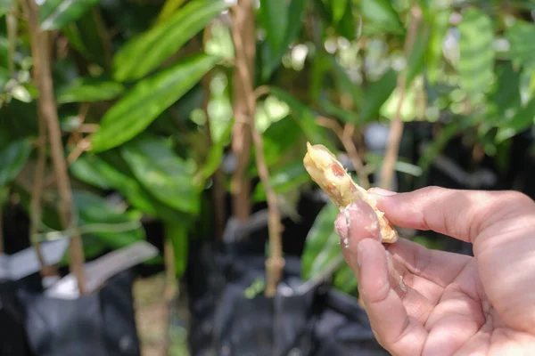 Közelkép Fiatal Baba Durian Durian Mag Farm Óvoda — Stock Fotó