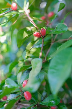 The berry of the miracle fruit plant is used as medicine.