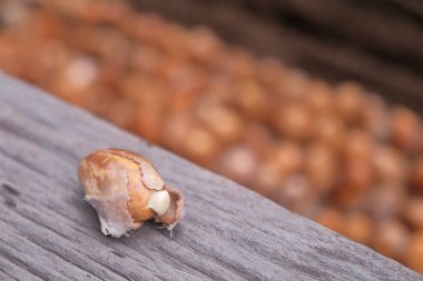 Durian tohumu, Güney Doğu Asya 'da ünlü bir meyve. Herkesin kaldıramayacağı güçlü bir meyve kokusu..