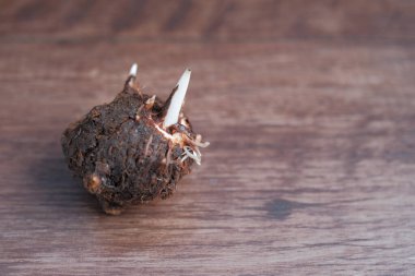 Caladium bicolor plant propagation by cutting rootstock.