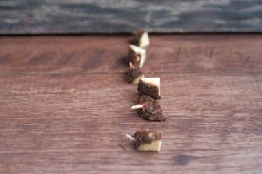 Caladium bicolor plant propagation by cutting rootstock.