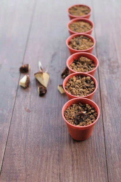 Caladium bicolor plant propagation by cutting rootstock.