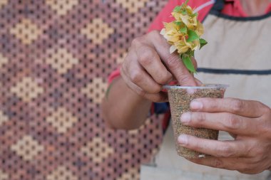 Asyalı erkekler, genç filizlerin kesimlerinden yeni bitkiler yetiştirerek bitki üretiyor..