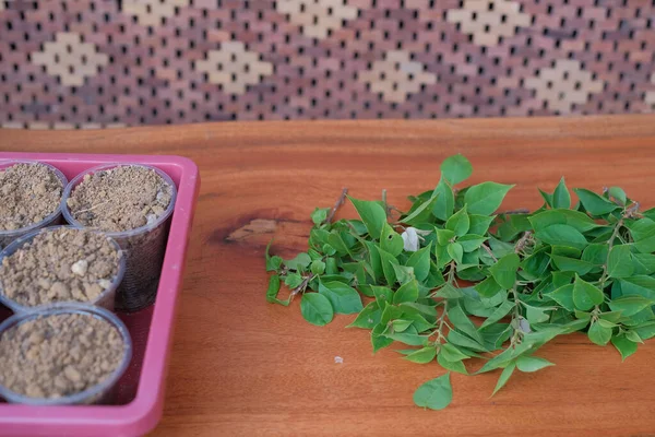 Asyalı Erkekler Genç Filizlerin Kesimlerinden Yeni Bitkiler Yetiştirerek Bitki Üretiyor — Stok fotoğraf