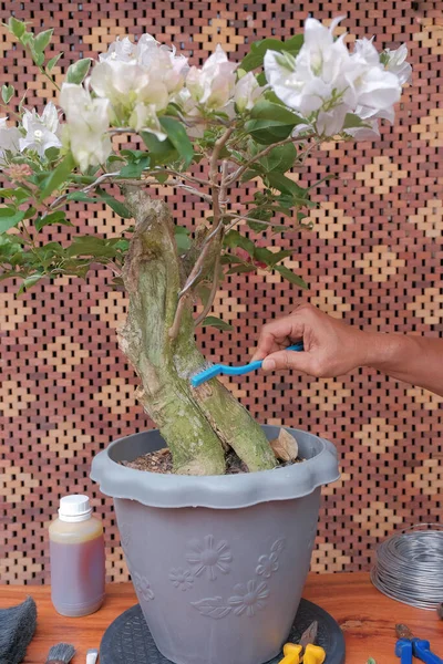 Trädgårdsmästare Tar Hand Bougainvillea Träd Trädgården Begreppet Trädgård Dekoration Bougainvillea — Stockfoto