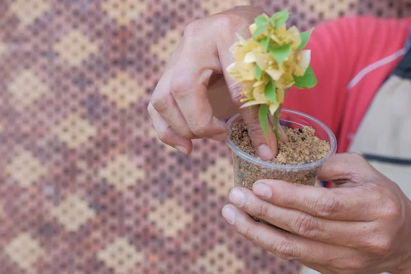 Asian men are making plant propagation by growing new plants from cuttings of young shoots.