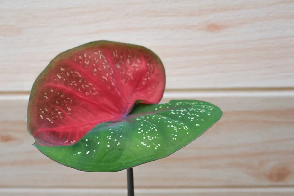 Caladium Bicolor Plants Keladi Cat Tumpah Malaysian Language Piękny Liść — Zdjęcie stockowe