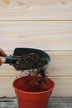 Erkek eli malayı orta boy, kaladyumu yeniden saklama, evdeki saksı nakli, hobiler ve boş vakitlerle tutar.,