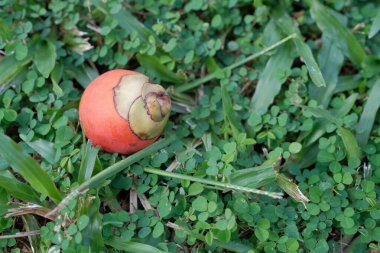 Areca Nut ya da Betel Nut Palm, buah Pinang, Areca palmiyesi konservesinin geleneksel ürünüdür. Sığ alan derinliği ile seçici odak, olgun meyve yere düşer