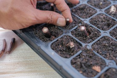Yeni tomurcukların köklerinin çoğalması. Colocasia yayılımı.