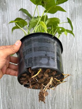 Bahçede yeşil alocasia cucullata ağacı