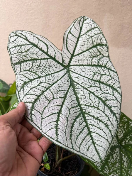 Leaf of tropical 'Caladium Candidum White Christmas' houseplant or garden plant with white leaves and green