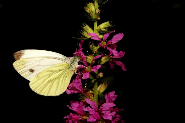 Butterfly On Flowers — Stock Photo, Image