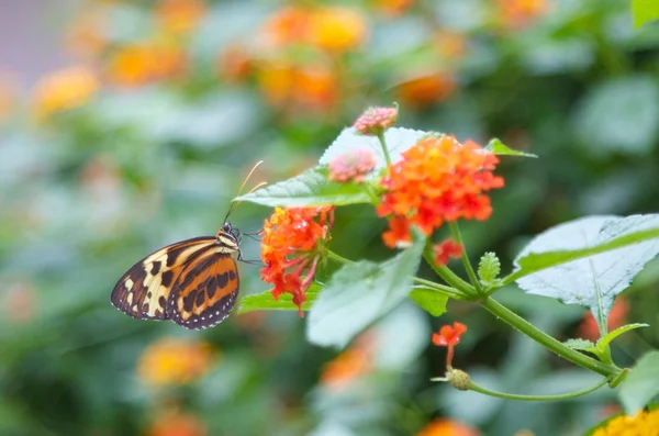 Butterfly On Flower — Stock Photo, Image
