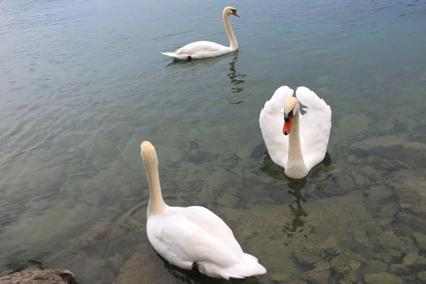 Beautiful Swans — Stock Photo, Image