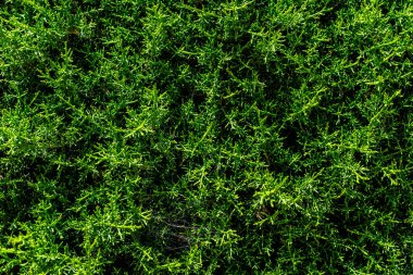 Açık yeşil çit dokusu