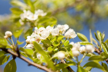 Ağaçta beyaz bir çiçek. Çiçek açan kiraz. Bahar