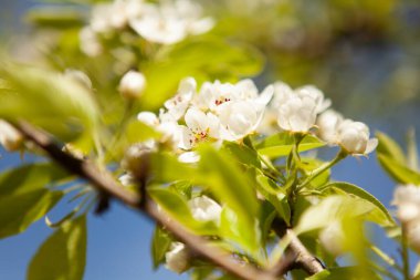 Ağaçta beyaz bir çiçek. Çiçek açan kiraz. Bahar