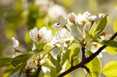 Ağaçta beyaz bir çiçek. Çiçek açan kiraz. Bahar