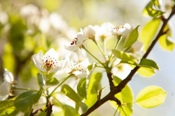Ağaçta beyaz bir çiçek. Çiçek açan kiraz. Bahar