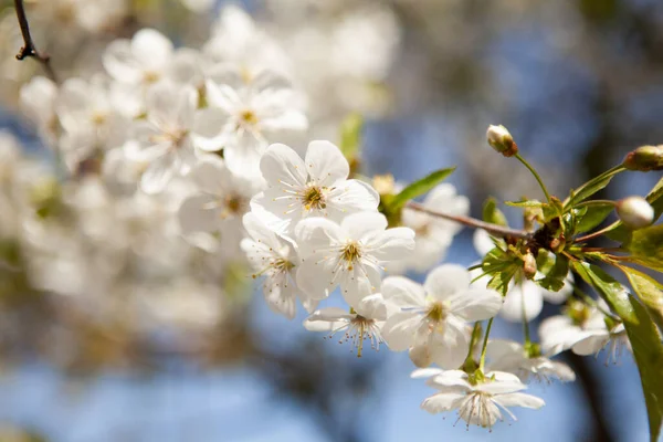 Ağaçta beyaz bir çiçek. Çiçek açan kiraz. Bahar