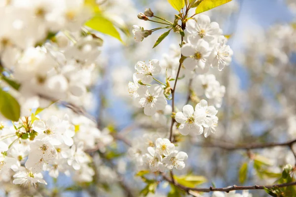 Ağaçta beyaz bir çiçek. Çiçek açan kiraz. Bahar