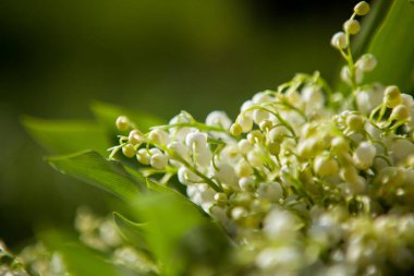 Sepetteki vadideki güzel zambak demeti