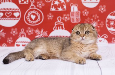 İskoç kedi yavrusu Noel arkaplanında