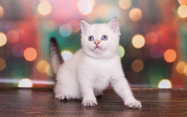 Scottish Straight Kitten Christmas Background — Stock Photo, Image